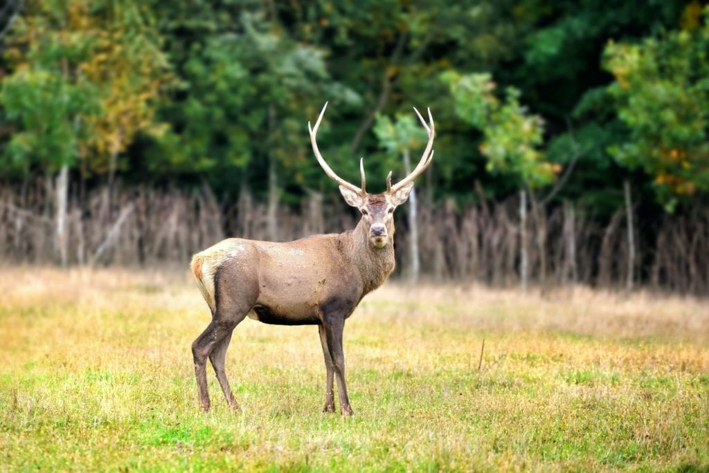 Majestic red deer in the nature habitat